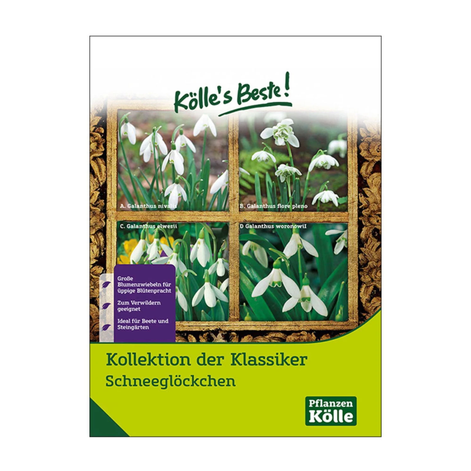 Schneeglöckchen Klassiker-Kollektion, 50 Blumenzwiebeln 3 Schneeglöckchen Klassiker-Kollektion, 50 Blumenzwiebeln