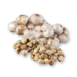 Zierlauchpaket 70 Alliumzwiebeln -Pflanzen Geschäft 0720800124 koelles beste allium kollektion zierlauch verschiedene sorten 70stueck gesamt 2673