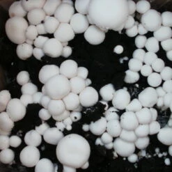 Bio Fertig-Pilzzuchtset Champignon -Pflanzen Geschäft 0740400018 BIO Fertig Pilzzuchtset Champignon 2 32242