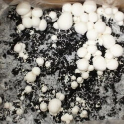 Bio Fertig-Pilzzuchtset Champignon -Pflanzen Geschäft 0740400018 BIO Fertig Pilzzuchtset Champignon 32241