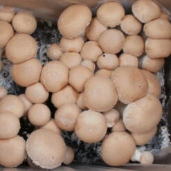 Bio Fertig-Pilzzuchtset Steinchampignon, Klein -Pflanzen Geschäft 0740400023 BIO Fertig Pilzzuchtset Steinchampignon klein 2 32250