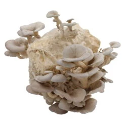 Bio Home Pilzzuchtset Für Austernpilze -Pflanzen Geschäft 0740400024 BIO Home Pilzzuchtset Austernpilz 2 32252