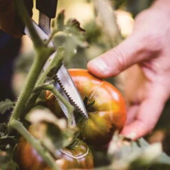 Gemüseschere Solid™ SP240, Schwarz/orange, Ca. 20 X 2 X 9 Cm 10 Gemüseschere Solid™ SP240, Schwarz/orange, Ca. 20 X 2 X 9 Cm -Pflanzen Geschäft 0920300733 solid gemuese schere sp240 5 1 118064