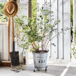 Multi Roller Sun City, Tragkraft 75 Kg, Stahl, Ca. 6 X 26,5-37,5 Cm -Pflanzen Geschäft 0920600493 multi roller suncity small 3 116677