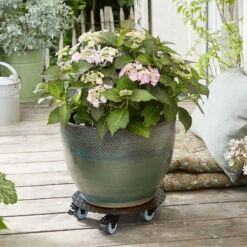 Pflanzenroller 'Alaska', Tragkraft 150 Kg, Anthrazit, Alu, 7 X 30 X 30 Cm 9 Pflanzenroller 'Alaska', Tragkraft 150 Kg, Anthrazit, Alu, 7 X 30 X 30 Cm -Pflanzen Geschäft 0920600518 pflanzenroller alaska 3 116731