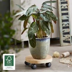 Multi Roller GH0268, Tragkraft 50 Kg, Natur, Ø 25-30 Cm -Pflanzen Geschäft 0920600529 multi roller 2 116768