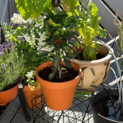 Gardena Urlaubsbewässerung City-Gardening, Bis Zu 36 Töpfe, Transformator, Zeitschaltuhr -Pflanzen Geschäft 0930100238 city Gardening Urlaubsbewaesserung fuer bis zu 36 Topfpflanzen 3 61508