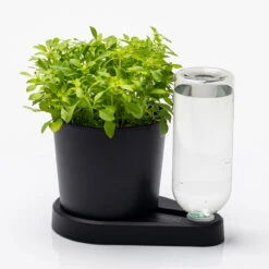 Kräuterheld, Schwarz, PP/PET, 14 X 14 X 22 Cm -Pflanzen Geschäft 0930101632 Kraeuterheld schwarz2 116324