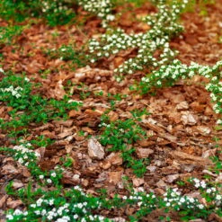 Plantavital Rindenmulch Fein, 2280l, 57 Sack á 40l -Pflanzen Geschäft 0960 rindenmulch 1 125175 1