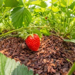 Plantavital Rindenmulch Fein, 2280l, 57 Sack á 40l -Pflanzen Geschäft 0960 rindenmulch 2 125173