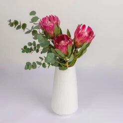 Blumenbund Protea 'Silvia' & Eukalyptus, Inkl. Gratis Grußkarte -Pflanzen Geschäft 1025700018 Strauss Protea Silvia mit Cinerea 2 102267