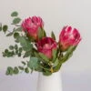 Blumenbund Protea 'Silvia' & Eukalyptus, Inkl. Gratis Grußkarte 2 Blumenbund Protea 'Silvia' & Eukalyptus, Inkl. Gratis Grußkarte -Pflanzen Geschäft 1025700018 Strauss Protea Silvia mit Cinerea 102268