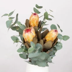 Blumenbund Protea & Eukalyptus, Inkl. Gratis Grußkarte -Pflanzen Geschäft 1025700019 Strauss Protea Grandiflora 1 101679