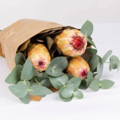 Blumenbund Protea & Eukalyptus, Inkl. Gratis Grußkarte -Pflanzen Geschäft 1025700019 Strauss Protea Grandiflora 2 1 101682