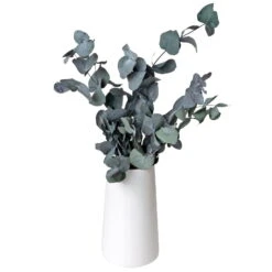 Eucalyptus Cinerea, Getrocknet, Ca. 50 Cm Lang -Pflanzen Geschäft 1055300001 Eukalyptus Natur 100gr gefriergetrocknet 2 83163