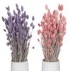 Lila & Rosa Glanzgras, 2er-Set, Länge Ca. 70 Cm 1 Lila & Rosa Glanzgras, 2er-Set, Länge Ca. 70 Cm -Pflanzen Geschäft 1055300007 Phalaris 2er Set rosa und lila 1 2 114834