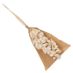 Silbertaler, Getrocknet, Lunaria, Ca. 80 Cm Lang -Pflanzen Geschäft 1055300008 Lunaria weiss mit Tuete 83200