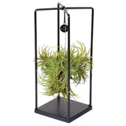 Tillandsia 'Silver Ball' In Eckigem Metallgestell, 17cm Ø -Pflanzen Geschäft 1530102422 Tillandsia Cube Silver Ball eckig H30cm 5 86563