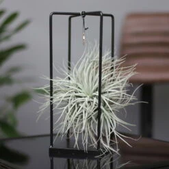 Tillandsia 'Silver Ball' In Eckigem Metallgestell, 17cm Ø