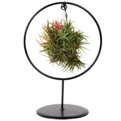 Tillandsia 'Magic Ball' In Rundem Metallgestell, 17cm Ø -Pflanzen Geschäft 1530102423 Tillandsia Ring Magic Ball rund 2 86441