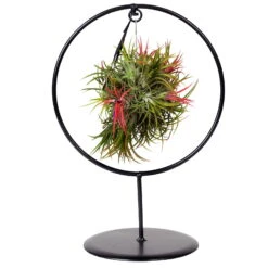Tillandsia 'Magic Ball' In Rundem Metallgestell, 17cm Ø -Pflanzen Geschäft 1530102423 Tillandsia Ring Magic Ball rund 3 86439