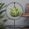 Tillandsia 'Magic Ball' In Rundem Metallgestell, 17cm Ø -Pflanzen Geschäft 1530102423 Tillandsia Ring Magic Ball rund 100083