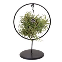 Tillandsia 'Silver Ball' In Rundem Metallgestell, 17cm Ø -Pflanzen Geschäft 1530102424 Tillandsia Silver Ball rund 86997