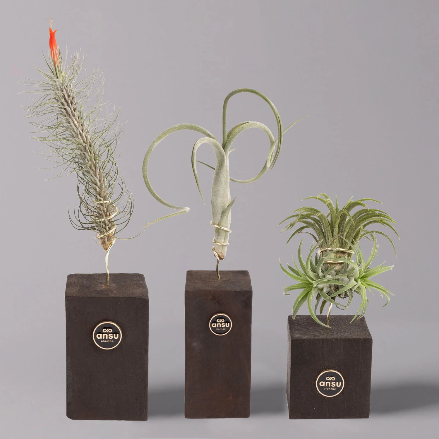 Tillandsien-Trio Im Holzständer 3 Tillandsien-Trio Im Holzständer