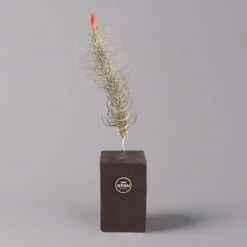 Tillandsien-Trio Im Holzständer 11 Tillandsien-Trio Im Holzständer -Pflanzen Geschäft 1530103258 Tillandsia Trio auf Holzblock 1 a 112329