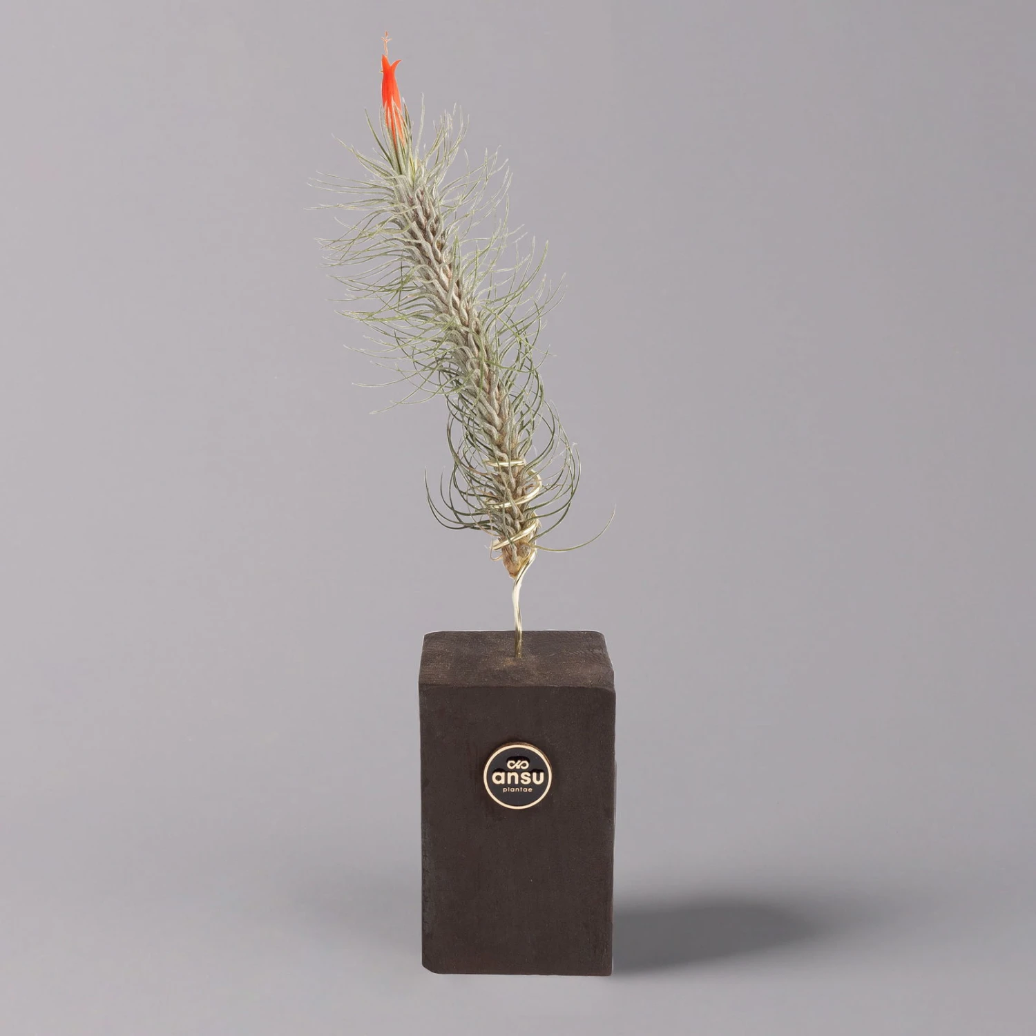 Tillandsien-Trio Im Holzständer 6 Tillandsien-Trio Im Holzständer – Bild 4