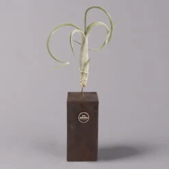 Tillandsien-Trio Im Holzständer 10 Tillandsien-Trio Im Holzständer -Pflanzen Geschäft 1530103258 Tillandsia Trio auf Holzblock 1 b 112328