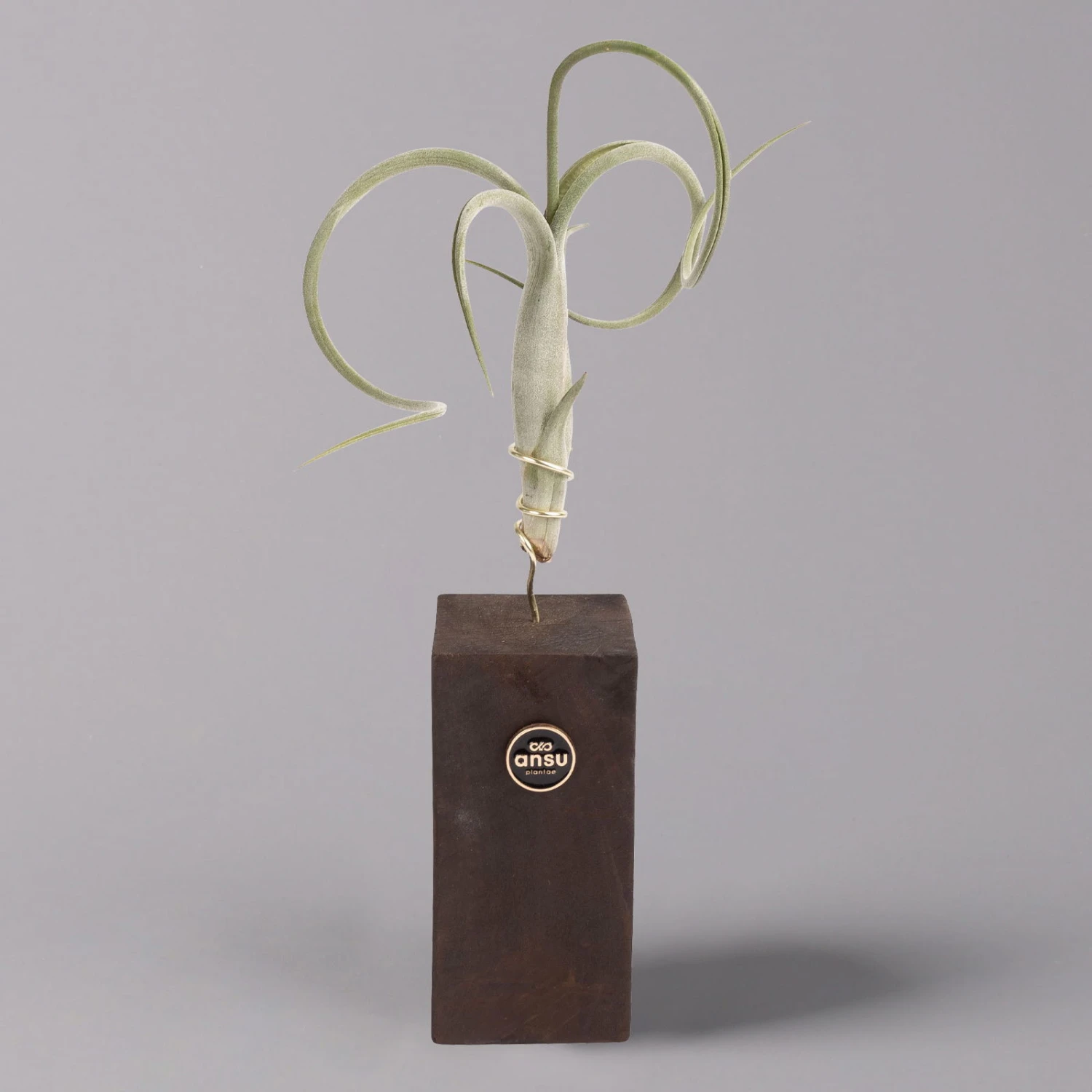 Tillandsien-Trio Im Holzständer 5 Tillandsien-Trio Im Holzständer – Bild 3