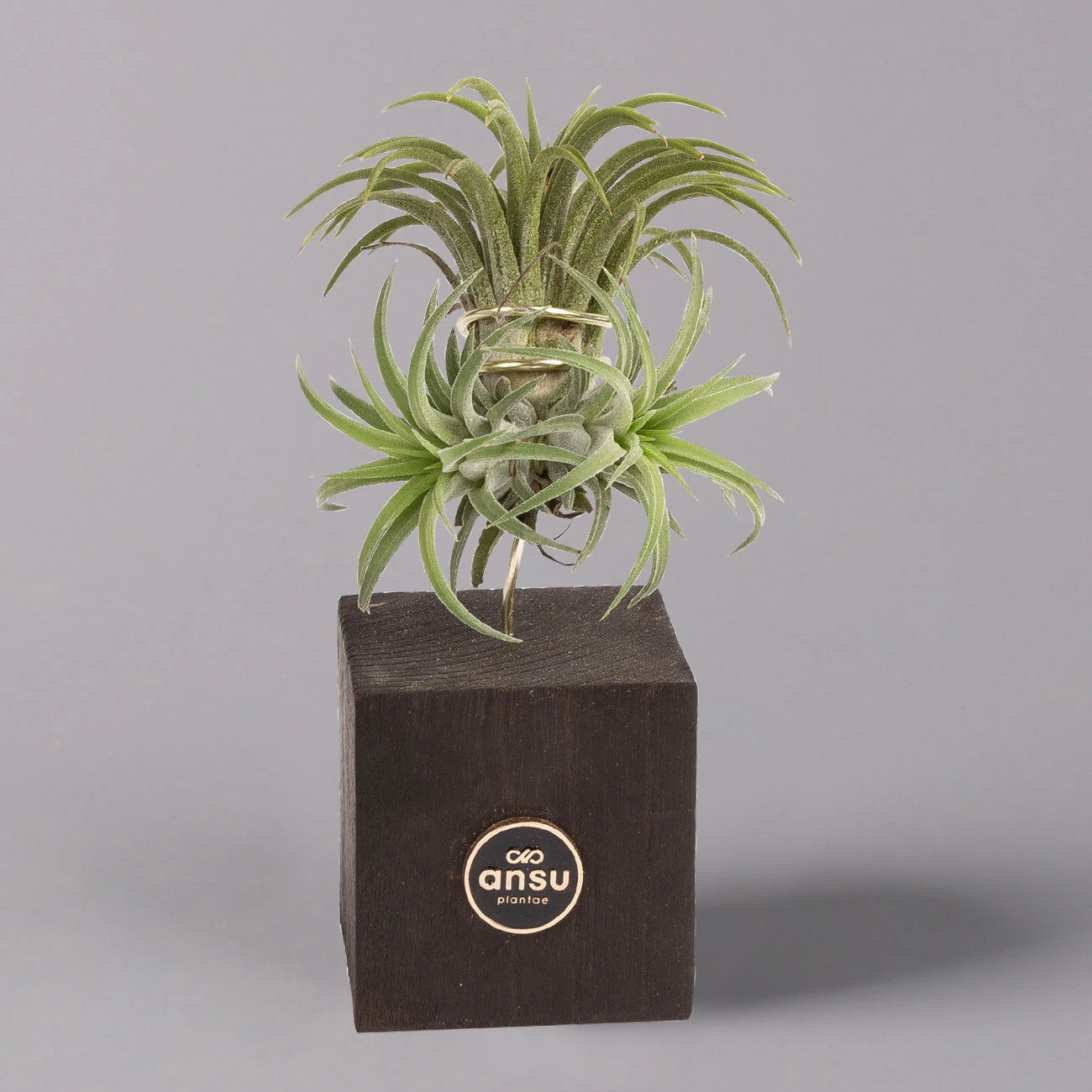 Tillandsien-Trio Im Holzständer 4 Tillandsien-Trio Im Holzständer – Bild 2