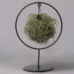 Tillandsia 'Magic Ball' In Rundem Metallgestell, 17cm Ø -Pflanzen Geschäft 1530150012 Tillandsia Ring Magic Ball rund 1 115571