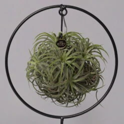 Tillandsia 'Magic Ball' In Rundem Metallgestell, 17cm Ø -Pflanzen Geschäft 1530150012 Tillandsia Ring Magic Ball rund 2 115572