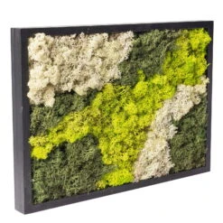 Eckiges Moosbild Mit Schwarzem Rahmen, Klein, 24 X 17 Cm 10 Eckiges Moosbild Mit Schwarzem Rahmen, Klein, 24 X 17 Cm -Pflanzen Geschäft 1530150085 Moosbild eckig 24 cm 1 115778