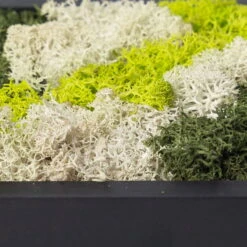 Eckiges Moosbild Mit Schwarzem Rahmen, Klein, 24 X 17 Cm 11 Eckiges Moosbild Mit Schwarzem Rahmen, Klein, 24 X 17 Cm -Pflanzen Geschäft 1530150085 Moosbild eckig 24 cm 2 115779