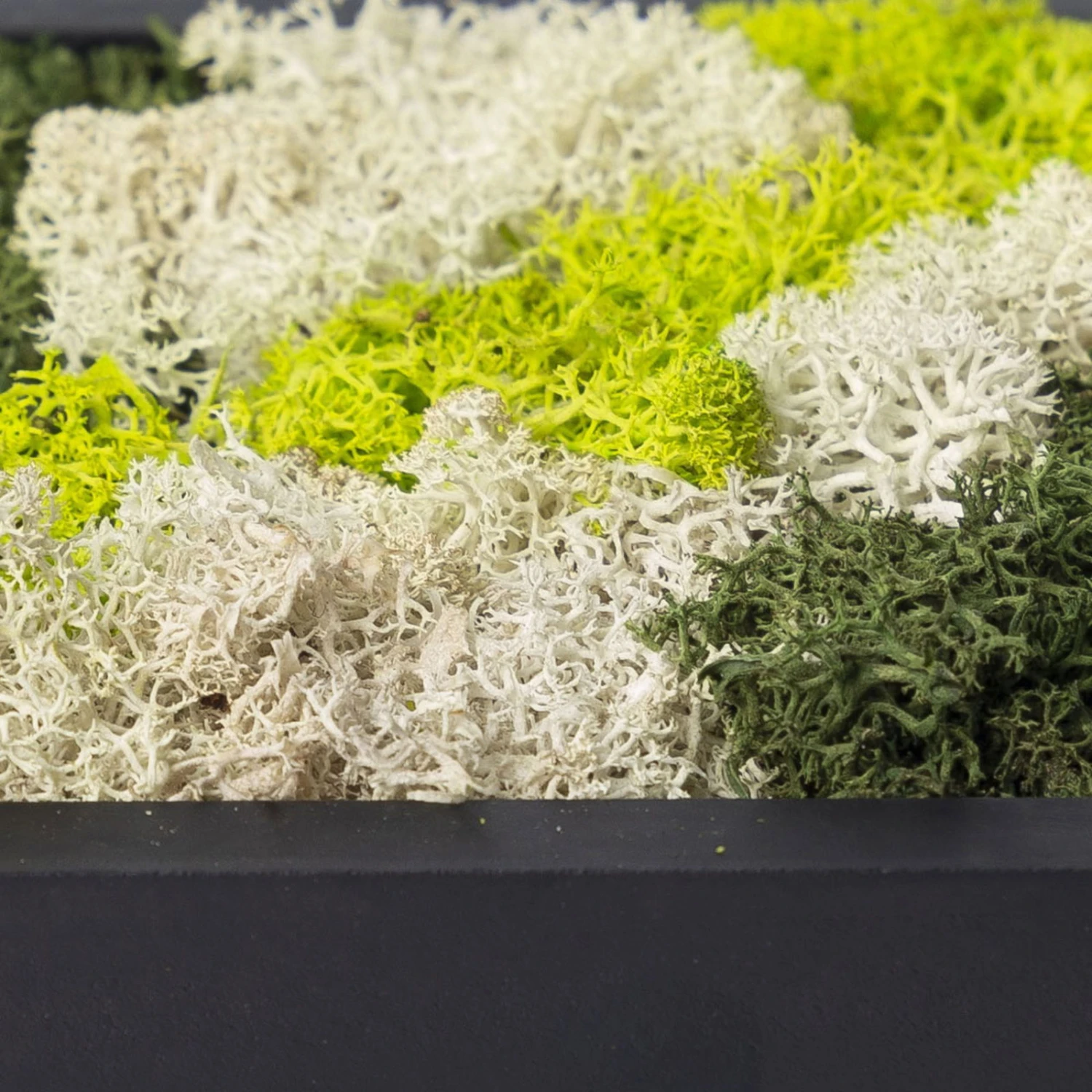 Eckiges Moosbild Mit Schwarzem Rahmen, Klein, 24 X 17 Cm 6 Eckiges Moosbild Mit Schwarzem Rahmen, Klein, 24 X 17 Cm – Bild 4