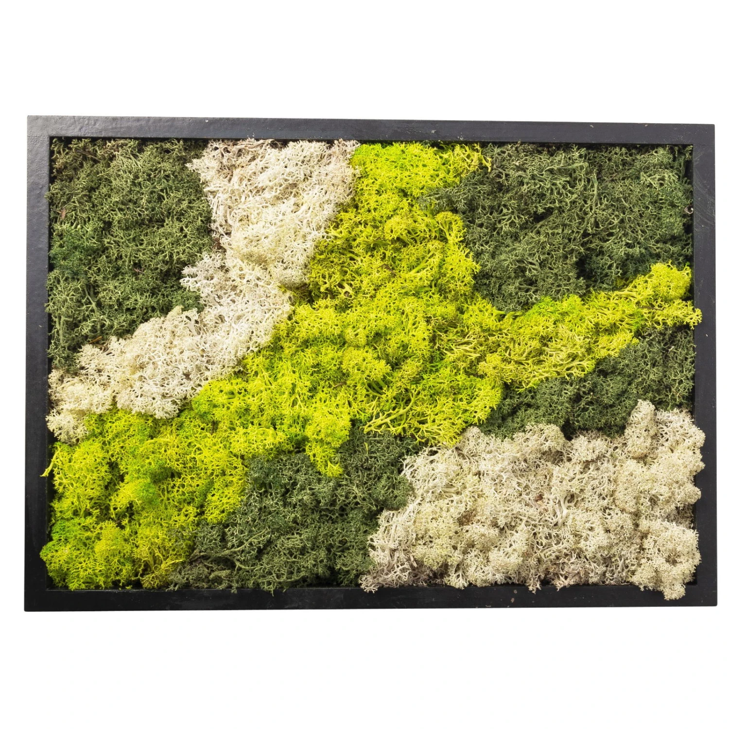 Eckiges Moosbild Mit Schwarzem Rahmen, Klein, 24 X 17 Cm 4 Eckiges Moosbild Mit Schwarzem Rahmen, Klein, 24 X 17 Cm – Bild 2