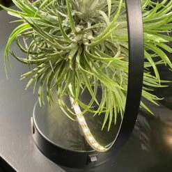 Tillandsie In Rundem Metallgestell, Schwarz, Mit LED-Beleuchtung, 17cm Ø -Pflanzen Geschäft 1530150099 Tillandsie im Metallring beleuchtet 4 116945