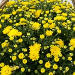 Chrysantheme Gelb Im Henkelkorb, Topf-Ø 19 Cm -Pflanzen Geschäft 1530200293 Chrysanthemum im Henkelkorb 19 21 gelb 1 126598