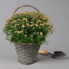 Chrysantheme Bronze Im Henkelkorb, Topf-Ø 19 Cm -Pflanzen Geschäft 1530200294 Chrysanthemum im Henkelkorb 19 21 bronze 1 126599