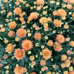 Chrysantheme Bronze Im Henkelkorb, Topf-Ø 19 Cm 12 Chrysantheme Bronze Im Henkelkorb, Topf-Ø 19 Cm -Pflanzen Geschäft 1530200294 Chrysanthemum im Henkelkorb 19 21 bronze 1 126601