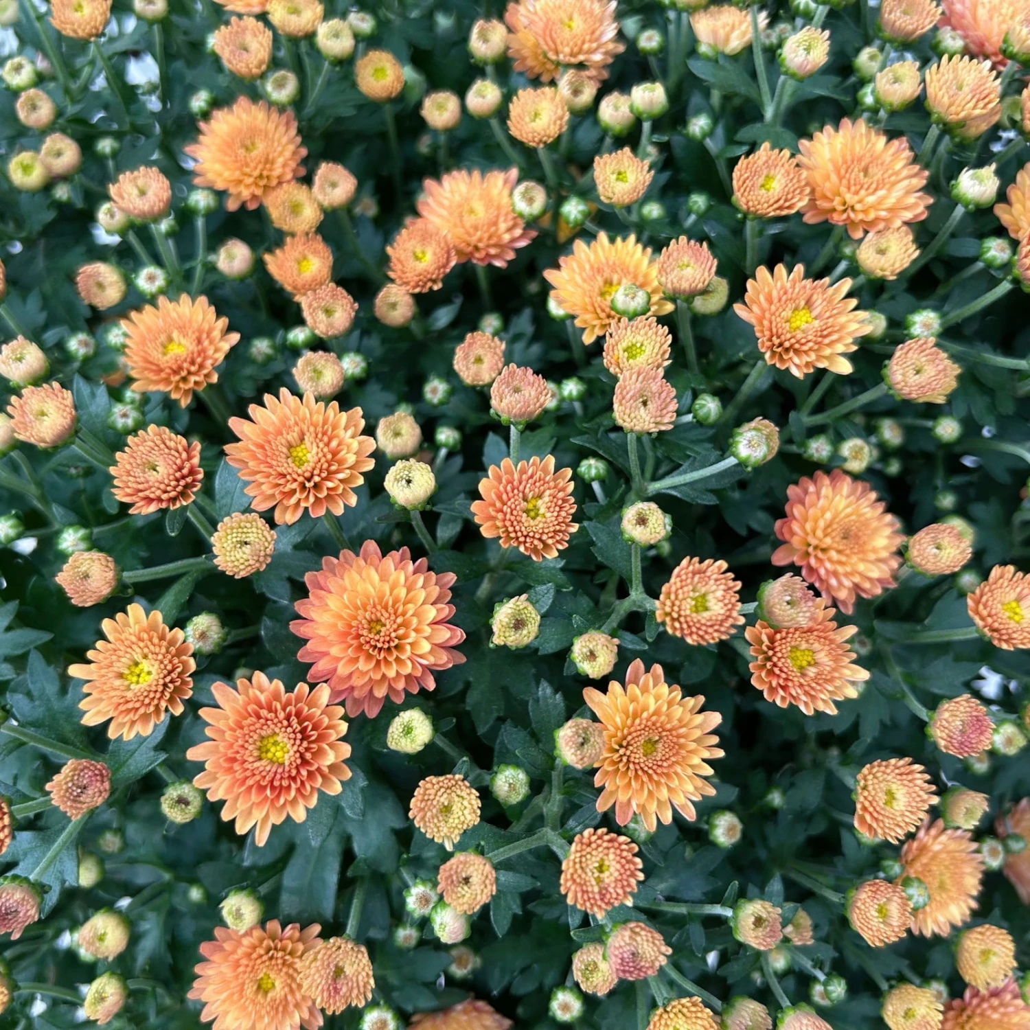 Chrysantheme Bronze Im Henkelkorb, Topf-Ø 19 Cm 6 Chrysantheme Bronze Im Henkelkorb, Topf-Ø 19 Cm – Bild 4