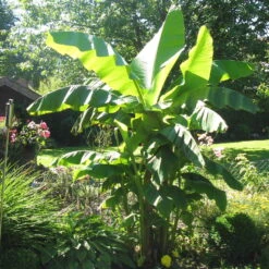 Bananenpflanze, Topf-Ø 17 Cm, Höhe Ca. 60 Cm, 2er-Set -Pflanzen Geschäft 1610200313 Blu Bio Banane T12 2er Set Musa basjoo winterhart WS 1 109598