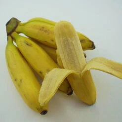 Bananenpflanze, Topf-Ø 17 Cm, Höhe Ca. 60 Cm, 2er-Set -Pflanzen Geschäft 1610200313 Blu Bio Banane T12 2er Set Musa basjoo winterhart WS 3 109596