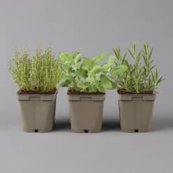 Grillkräuter Salbei, Rosmarin & Thymian, Topf 11x11 Cm, Inkl. Greenbar® 13 Grillkräuter Salbei, Rosmarin & Thymian, Topf 11x11 Cm, Inkl. Greenbar® -Pflanzen Geschäft 1610300382 Greenbar Grillkraeuter Kasten Anthrazit und 3Kraeuter 122888