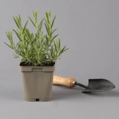 Grillkräuter Salbei, Rosmarin & Thymian, Topf 11x11 Cm, Inkl. Greenbar® 16 Grillkräuter Salbei, Rosmarin & Thymian, Topf 11x11 Cm, Inkl. Greenbar® -Pflanzen Geschäft 1610300382 rosmarin Greenbar Grillkraeuter Kasten Anthrazit und 3Kraeuter t 122891