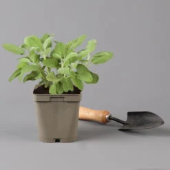 Grillkräuter Salbei, Rosmarin & Thymian, Topf 11x11 Cm, Inkl. Greenbar® 15 Grillkräuter Salbei, Rosmarin & Thymian, Topf 11x11 Cm, Inkl. Greenbar® -Pflanzen Geschäft 1610300382 salbei Greenbar Grillkraeuter Kasten Anthrazit und 3Kraeuter t 122890