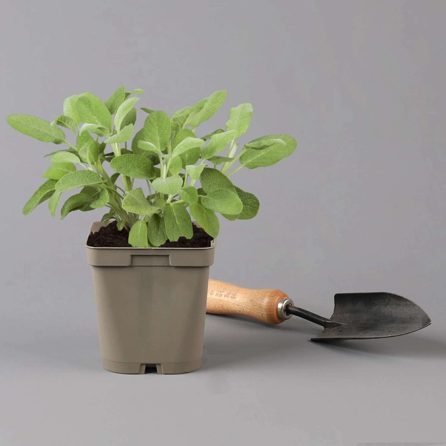 Grillkräuter Salbei, Rosmarin & Thymian, Topf 11x11 Cm, Inkl. Greenbar® 6 Grillkräuter Salbei, Rosmarin & Thymian, Topf 11x11 Cm, Inkl. Greenbar® – Bild 4